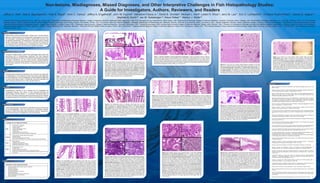Non-lesions, Misdiagnoses, Missed Diagnoses, and Other Interpretive Challenges in Fish Histopathology Studies:
A Guide for Investigators, Authors, Reviewers, and Readers
Jeffrey C. Wolf1
, Wes A. Baumgartner2
, Vicki S. Blazer3
, Alvin C. Camus4
, Jeffery A. Engelhardt5
, John W. Fournie6
, Salvatore Frasca Jr.7
, David B. Groman8
, Michael L. Kent9
, Lester H. Khoo10
, Jerry M. Law11
, Eric D. Lombardini12
, Christine Ruehl-Fehlert13
, Helmut E. Segner14
,
Stephen A. Smith15
, Jan M. Spitsbergen16
, Klaus Weber17
, Marilyn J. Wolfe18
1
Experimental Pathology Laboratories, Inc., Sterling, Virginia, USA; 2
Department of Pathobiology/Population Medicine, College of Veterinary Medicine, Mississippi State, Mississippi, USA; 3
U.S. Geological Survey, Kearneysville, West Virginia, USA; 4
Department of Pathology, College of Veterinary Medicine, University of Georgia, Athens, Georgia, USA; 5
Experimental Pathology Laboratories, Inc., Camarillo, California, USA; 6
U.S. Environmental
Protection Agency, National Health and Environmental Effects Research Laboratory, Gulf Ecology Division, Gulf Breeze, Florida, USA; 7
Connecticut Veterinary Medical Diagnostic Laboratory, Department of Pathobiology and Veterinary Science, University of Connecticut, Storrs, Connecticut, USA; 8
Aquatic Diagnostic Services, Atlantic Veterinary College, University of Prince Edward Island, Charlottetown, Prince Edward Island, Canada;
9
Departments Microbiology & Biomedical Sciences, Oregon State University, Corvallis, Oregon, USA; 10
Mississippi State University, College of Veterinary Medicine, Stoneville, Mississippi, USA; 11
Aquatic Ecotoxicology, North Carolina State University College of Veterinary Medicine, Raleigh, North Carolina, USA; 12
Divisions of Comparative Pathology and Veterinary Medical Research Department of Veterinary Medicine, Armed Forces Research
Institute of Medical Sciences (AFRIMS), Bangkok, Thailand; 13
Bayer HealthCare AG, Wuppertal, Germany; 14
Centre for Fish and Wildlife Health,University of Bern, Bern, Switzerland; 15
Virginia-Maryland Regional College of Veterinary Medicine, Virginia Tech, Blacksburg, Virginia, USA; 16
Fish Disease Research Group, Department of Microbiology, Oregon State University, Corvallis, Oregon, USA; 17
AnaPath GmbH, Oberbuchsiten, Switzerland;
18
Sterling, Virginia, USA
Differentiating salient histopathologic changes from normal anatomic
features or tissue artifacts can be especially challenging for the novice
fish pathologist. Consequently, findings of questionable accuracy may
be reported inadvertently. The objectives of this project were to identify
specific morphologic findings in commonly examined fish tissues that
are frequently either misdiagnosed or underdiagnosed, and to illustrate
such findings through the use of photomicrographic examples.
A number of highly-trained, veteran fish pathologists were tasked with
assembling lists of histopathologic diagnoses that often appeared
questionablebasedonevaluationsofpublishedmorphologicdescriptions
and figure illustrations. For the current project, photomicrographic
examples of normal and abnormal specimens were acquired from the
personal slide collections of the authors, or obtained by permission from
prior studies.
Histopathologic findings that appeared to be commonly over-diagnosed
or misdiagnosed in the literature included nine types of gill diagnoses,
six kidney diagnoses, four liver diagnoses, and five additional diagnoses
in various other tissues (Table 1). Additionally, the authors identified nine
types of findings that tend to be under-reported (Table 2).
Histopathology continues to be a valuable tool for investigating the
morphologic features and extent of both naturally-occurring and
experimentally-induced disease. In a submitted manuscript based on
this work, the authors describe practical measures that can be instituted
to safeguard against the publication of dubious histopathologic results.
The fundamental goal of this effort is to elevate the science and practice
of fish histopathology, which has become an increasingly important
discipline in fields that include basic biomedical research, aquaculture,
environmental resource management, and ecotoxicology.
Figure 1. Relatively healthy excised gills from a tank-raised adult Atlantic
salmon Salmo salar. A portion of the curved gill arch is at the bottom of the
main image. Boxes A and B, which are portrayed at higher magnification in
images A and B, represent different-appearing areas of the same gill. Note
that in image B, the gill filaments are sectioned tangentially, as evidenced
by the shortened and asymmetrical lamellae. Evaluation of suboptimal gill
areas can lead to a false impression of lamellar epithelial hyperplasia,
when in reality the area of gill in image B is not morphologically different from
that of image A. H&E, bar = 500 μm (main image), bar = 100 μm (A and B).
Figure 4. A and B: Parasagittal section through the branchial chamber (bc)
and oropharynx (op) of a juvenile bluegill Lepomis macrochirus with relatively
healthy gills. Images A and B represent low and high magnification views,
respectively. The gills are sectioned obliquely using this approach, therefore
only segmental portions of filaments can be represented. Oblique sectioning
may cause the gills to appear hypercellular, thus leading to incorrect
diagnoses of inflammation and/or pavement cell proliferation. Compare
this to another bluegill in images C and D, in which there is severe proliferative
branchitis in response to an Ichthyophthirius multifiliis infestation (arrow in C).
In image D, the arrows indicate two neighboring filaments that have fused.
H&E, bar = 250 μm (A and C), bar = 50 μm (B and D).
Figure 5. A: Parasagittal section of relatively normal gills from an adult
zebrafish Danio rerio. Superimposition of obliquely cut filaments gives the
false impression of filament branching (arrows). B: Actual filament
branching (arrow) in excised gill specimen from a wild caught white sucker
Catostomus commersonii. The cause of the forked filament in this fish is
unknown; however, the irregular conformation of the axial cartilage (C and inset)
suggests malformation or deformation caused by malnutrition, exposure to
environmental contamination, or previous parasite (e.g., myxozoan) infection.
H&E, bar = 100 μm (A), bar = 500 μm (B).
Figure6. Effectoffixationandsectionthicknessonrenalhistomorphology.
A and B: Two samples of posterior kidney from the same channel catfish
Ictalurus punctatus, one of which was fixed initially in 10% neutral buffered
formalin (A) and the other in modified Davidson’s solution (B) to evaluate the
effectsofdifferentfixativesontissuemorphology.Problemswiththeformalin-
fixed section include artifactual spaces between tubular epithelial cells, and
condensation and smudging of nuclear and cytoplasmic features. Fine cellular
detail is better preserved in the modified Davidson’s-fixed section. C and D:
Two serial (immediately adjacent) sections of posterior kidney from the same
golden redhorse sucker Moxostoma erythrurum, included to illustrate potential
effects of section thickness on diagnostic interpretation. One section was
microtomed at 4 μm thickness (C), and the other at 10 μm thickness (D). Note
that glomeruli (white arrows) in the 10 μm section appear hypercellular and
the mesangial matrix appears more dense when compared to the same two
glomeruli in the 4 μm section. H&E, bar = 25 μm (A-D).
Figure 9. A: Posterior kidney from a channel catfish. In this case, vacuolar
degeneration of the tubular epithelium (arrow) is visually consistent with
the presence of increased cytoplasmic glycogen. P = pigmented macrophage
aggregate. B: Mild intratubular pigment accumulation in the posterior kidney
of an adult female zebrafish. If extra unstained sections were available, the
identity of the brown pigment could be determined using special histologic
stains for iron, melanin, lipofuscin, ceroid or bile. Note also the vacuolated
proximal tubular epithelium (V) that is considered to be normal for zebrafish
kidneys. C: Posterior kidney from a channel catfish with hyaline degeneration
of the tubular epithelium, represented by variably sized, spherical to irregular,
cytoplasmic eosinophilic deposits (arrow). The cause of this finding may be
difficult to determine, and it has been observed in fish that otherwise appeared
healthy. H = hematopoietic tissue (not inflammation). D: Acute whole-tubule
necrosis in the posterior kidney of a channel catfish infected with the bacterial
pathogen Edwardsiella ictaluri. Arrows indicate the outline of a necrotic tubule,
in which there is complete dissociation of the tubular epithelium. Compare this
to the less affected tubule (t) in the upper right corner of the image. H&E, bar
= 25 μm (A-D).
Figure 10. Livers from four channel catfish Ictalurus punctatus. A: Normal
liver from a reproductively active adult female. B: An example of a liver with
increased glycogen-type vacuolation. C: Hepatocellular hypertrophy. In
this case, the hepatocyte cytoplasm and nuclei are both uniformly enlarged.
D: Hepatic lipidosis. The presence of coalescing lipid vacuoles (black arrow)
and slight saponification (mineralization) of lipid (open arrows) distinguishes
this finding from a simple increase in lipid-type vacuolation. H&E, bar = 25 μm.
Figure 11. A: Histologic section of cutthroat trout Oncorhynchus clarkii ovary
that appears to contain testicular tissue (t). Although ovarian spermatogenesis
can occur in female fish as a rare spontaneous or chemically-induced finding,
it was determined experimentally in this particular case that the presence of
testicular tissue was caused by inadvertent cross-contamination between
male and female gonadal specimens in the fixative container. B: A rare finding
of actual spermatogenesis in the ovary of an adult phenotypic female fathead
minnow Pimephales promelas. Various phases of spermatogenic development
are evident, including gonial cells (g), spermatocytes (sc), and spermatids
(arrow). There was no known cause for the ovarian spermatogenesis in this
control fish. H&E, bar = 125 μm (A), bar = 25 μm (B).
Figure 12. A: Longitudinal section of normal proximal intestine from an adult
zebrafish Danio rerio. Because the fish was fixed whole, the tips of the mucosal
folds (M) are partially autolyzed (A); this should not be mistaken for necrosis.
The arrow indicates what could be misdiagnosed as fusion of mucosal folds;
this is in fact an illusion caused by the two-dimensional representation of a
complex three-dimensional structure. B: Longitudinal section of a highly
diseased proximal intestine from an another adult zebrafish with a chronic
capillarid nematode infection (arrows). The intestinal mucosal folds (M) are
markedly thickened and blunted (mucosal atrophy), with vacuolar swelling of
the mucosal epithelial cells, and moderate inflammation (I) in the underlying
lamina propri. The space (S) between the mucosal epithelium and lamina
propria is a specimen preparation artifact that should not be mistaken for
edema. H&E, bar = 100 μm (A and B).
Figure 13. A: Brain of an adult Atlantic salmon Salmo salar with focal
inflammation (glial nodule) in response to the presence of presporogonic
myxozoan parasites (arrow). This was an incidental finding in an otherwise
healthy fish. B: Poor photomicrographic representation of the same brain
lesion portrayed in the preceding image. This image demonstrates common
problems with many figures submitted for publication. Here the magnification
is too low to effectively illustrate features of inflammation and parasitism.
Additionally, adjustments for Köhler illumination, color balance, and lighting
were not performed, and the slide was not cleaned prior to photography. H&E,
bar = 25 μm (A), 250 μm (B).
Agius C, Roberts RJ (1981) Effects of starvation on the melano-macrophage centres of fish. J Fish
Biol,19:161-169.
Blazer VS, Fournie JW, Wolf JC, Wolfe MJ (2006) Diagnostic criteria for proliferative hepatic lesions
in brown bullhead Ameiurus nebulosus. Dis Aquat Organ, 72(1):19-30.
Blazer VS, Wolke RE, Brown J, Powell CA (1987) Piscine macrophage aggregate parameters as
health monitors: effect of age, sex, relative weight, season, and site quality in largemouth bass
(Micropterus salmoides). Aquat Toxicol 10:199-215.
Boorman GA, Botts S, Bunton TE, Fournie JW, Harshbarger JC, Hawkins WE, Hinton DE, Jokinen
MP, Okihiro MS, Wolfe MJ (1997) Diagnostic criteria for degenerative, inflammatory, proliferative
nonneoplastic and neoplastic liver lesions in medaka (Oryzias latipes): consensus of a National
Toxicology Program Pathology Working Group. Toxicol Pathol, 25(2):202-210.
Brown CL, George CJ (1985) Age-dependent accumulation of macrophage aggregates in the yellow
perch, Perca flavescens. J Fish Dis 8: 135-138.
Bullock G, Blazer V, Tsukuda S, Summerfelt S (2000) Toxicity of acidified chitosan for cultured
rainbow trout (Oncorhynchus mykiss). Aquaculture, 185:273-280.
Evans DH, Piermarini PM, Choe KP(2005)The multifunctional fish gill: dominant site of gas exchange,
osmoregulation, acid-base regulation, and excretion of nitrogenous waste. Physiol Rev, 85(1):97-
177.
Ferguson HW (2006) Systemic Pathology of Fish: A Text and Atlas of Normal Tissues in Teleosts and
their Responses in Disease, 2nd edition. Scotian Press, London, 366 pages.
Fournie JW, Hawkins WE (2002) Exocrine pancreatic carcinogenesis in the guppy Poecilia reticulata.
Dis Aquat Org, 52:191-198
Fournie JW, Krol RM, Hawkins WE (2000) Fixation of fish tissues. In: The Laboratory Fish, Ostrander
GK, ed., Academic Press, San Diego, pp. 569-577.
Fournie JW, Summers K, Courtney LA, Engle VD (2001) Utility of splenic macrophage aggregates
as an indicator of fish exposure to degraded environments. J Aquat An Health, 13:105-116.
Fournie JW, Vogelbein WK (1994) Exocrine pancreatic neoplasms in the mummichog (Fundulus
heteroclitus) from a creosote-contaminated site. Toxicol Pathol, 22 (3):237-247.
Fournie JW, Wolfe MJ, Wolf JC, Courtney LA, Johnson RD, Hawkins WE (2005) Diagnostic criteria
for proliferative thyroid lesions in bony fishes. Toxicol Pathol, 33(5):540-551.
Gaikowski MP, Wolf JC, Schleis SM, Tuomari D, Endris RG (2013) Safety of florfenicol administered
in feed to tilapia (Oreochromis sp.). Toxicol Pathol, 41(4):639-652.
Manera M, Dezfuli BS (2004) Rodlet cells in teleosts: a new insight into their nature and functions.
J Fish Biol, 65:597-619.
McKnight IJ, Roberts RJ (1976) The pathology of infectious pancreatic necrosis. 1. The sequential
histopathology of the naturally occuring condition. Br Vet J, 132:76-86.
Roberts RJ (2012) Fish Pathology, Fourth Edition. Wiley-Blackwell, Hoboken, NJ, 590 pages.
Saraiva A, Ramos MF, Barandela T, Sousa JA, Rodrigues PN (2009) Misidentification of
Cryptosporidium sp. from cultured turbot Psetta maxima. Bull Eur Ass Fish Pathol, 29(3):101.
Schwindt AR, Kent ML, Ackerman LK, Massey Simonich SL, Landers DH, Blett T, and Schreck
CB (2009) Reproductive abnormalities in trout from western U.S. National Parks. T Am Fish Soc,
138:522- 531.
Schwindt AR, Truelove N, Schreck CB, Fournie JW, Landers DH, Kent ML (2006) Quantitative
evalutaion of macrophage aggregates in brook trout Salvelinus fontinalis and rainbow trout
Oncorhynchus mykiss. Dis Aquat Organ 68:101-113.
Speare DJ, Ferguson HW (1989) Fixation artifacts in rainbow trout (Salmo gairdneri) gills: a
morphometric evaluation. Can J Fish Aquat Sci, 46:780-785.
Thurston RV, Russo RC, Luedtke RJ, Smith CE, Meyn EL, Chakoumakos C, Wang KC, Brown CJD
(1984) Chronic toxicity of ammonia to rainbow trout. T Am Fish Soc, 113:56-73.
Wolf JC (2011) The case for intersex intervention. Environ Toxicol Chem, 30(6):1233-1235.
Wolf JC, Wolfe MJ (2005) A brief overview of non-neoplastic hepatic toxicity in fish. Toxicol Pathol,
33:75-85.
Wolf JC, Ruehl-Fehlert C, Segner HE, Weber K, Hardisty JF (2014) Pathology working group review
of histopathologic specimens from three laboratory studies of diclofenac in trout. Aquat Toxicol,
146:127-136.
Wolke RE (1992) Piscine macrophage aggregates: a review. Annu Rev Fish Dis, 2:91-108.
Figure 2. A: Numerous lamellar adhesions in a section of excised gill from
a rainbow trout Oncorhynchus mykiss that was exposed experimentally to
chitosan (Bullock et al., 2000). Lamellae are conjoined at their tips or along
their entire lengths. This response is not specific to toxic exposures, as similar
lesions have been observed in fish with acute bacterial gill disease (infections
with filamentous bacteria such as Flavobacterium branchiophylum), for
example. B: Section of excised gill from another chitosan-exposed rainbow
trout featuring focal lamellar atrophy (black arrows), focal lamellar fusion
(f), and lamellar adhesions (white arrows). It can be useful to differentiate
lamellar fusion (the filling of interlamellar sulci by proliferating pavement cells)
from lamellar adhesions (the attachment of adjacent lamellae with little or no
evidence of cell proliferation), because the latter change is often a specific
indicator of acute pavement cell necrosis. H&E, bar = 50 μm (A), bar = 25 μm
(B).
Figure 3. A: Parasagittal section of relatively normal gills from a juvenile
brook trout Salvelinus fontinalis. The arrow indicates a clear space between
the raised lamellar epithelium and lamellar capillary; this presentation is often
termed epithelial lifting. Although frequently diagnosed as edema, epithelial
lifting is more often an artifact caused by formalin fixation or other post-mortem
procedures. B: Parasagittal section of gills from a juvenile bluegill with mild
lamellar edema. The arrow indicates flocculent material within the distended
space, which is consistent with the presence of slightly proteinaceous fluid.
This animal was one of a group of fish transported live in a water-filled plastic
bag for > 1.5 hours prior to sacrifice. Other fish from the same facility that were
sacrificed on site immediately after being netted did not exhibit gill edema.
H&E, bar = 25 μm (A and B).
Figure 8. A: Excised gill from an adult Atlantic salmon. Lamellar clubbing is characterized by nodular enlargements
of the lamellar tips with increased internal cellularity. Oblique sectioning of normal lamellar tips can mimic clubbing.
By itself, true lamellar clubbing probably does not greatly impair gill function. B: Gill from another Atlantic salmon.
Telangiectasis (arrow) is characterized by focal, blood-filled (aneurysmal) distention of lamellar capillaries. Such
lesionsareofteninducedinadvertentlyatsacrifice.C:GillfromathirdAtlanticsalmon.Inthiscase,severaltelangiectasis
lesions are resolving progressively via lamellar thrombosis (arrows). Thrombosis is characterized by the presence
of fragmented thrombocyte nuclei and/or pink fibrinous material within the distended capillaries. The presence of
thrombosis suggests that the vascular changes in this fish existed for a period of time prior to sacrifice.
H&E, bar = 50 μm (A, B and C).
Figure 7. Normal variability in piscine glomerular morphology. Images A, B and C represent different
areas from the same section of normal posterior (trunk) kidney from an adult Atlantic salmon. Arrows indicate
glomeruli that differ markedly in terms of overall size, cellularity, mesangial thickness, and relative size of
Bowman’s space. ImageAfeatures two recently formed, embryonic glomeruli (arrows) consistent with nephron
neogenesis. Because of the high degree of morphologic variation in normal kidneys, glomerular findings in
fish should be interpreted cautiously. H&E, bar = 25 μm (A-C).
•	 Filament fusion or branching
•	 Chloride cell hyperplasia
•	 Lamellar clubbing
•	 Lamellar epithelial lifting / edema
•	 Lamellar loss or atrophy
•	 Lamellar fusion
•	 Lamellar telangiectasis / aneurysms
•	 Inflammation (e.g., lymphocytic infiltrates in the gill arch)
•	 Hyaline droplets / deposits within tubular epithelia
•	 Interstitial nephritis
•	 Renal tubular degeneration and necrosis
•	 Various glomerular alterations (e.g., Bowman’s space changes, hypercellularity)
•	 Hepatic lipidosis
•	 Congestion, dilated sinusoids
•	 Hepatocellular hypertrophy / swelling
•	 Hepatocellular degeneration / necrosis
•	 Dermal erosions or ulcers
•	 Gonadal intersex
•	 Increased rodlet cells (any tissue)
•	 Intestinal fold changes (atrophy, fusion, enterocyte hyperplasia)
•	 Mere presence of pigmented macrophage aggregates (melanomacrophage centers)
in any tissue
•	 Correctly identified artifacts, fixation-induced or otherwise
•	 Background disease
•	 Brain and ocular lesions
•	 Gill lamellar adhesions
•	 Decreased hepatocellular vacuolation
•	 Intestinal inflammation
•	 Peritoneal inflammation induced by IP vaccination
•	 Renal hematopoietic tissue hyperplasia
•	 Renal mineralization
Examples of over-diagnosed findings
Examples of under-diagnosed findings
Gills
Kidney
Liver
Other
Introduction
Experimental Design and Methods
Results
Conclusion
Impact Statement
Table 1
Table 2
References
 