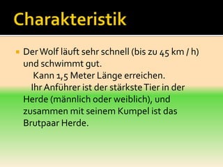    Der Wolf läuft sehr schnell (bis zu 45 km / h)
    und schwimmt gut.
       Kann 1,5 Meter Länge erreichen.
      Ihr Anführer ist der stärkste Tier in der
    Herde (männlich oder weiblich), und
    zusammen mit seinem Kumpel ist das
    Brutpaar Herde.
 