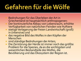  Bedrohungen für das Überleben derArt in
Griechenland ist hauptsächlich anthropogenen:
 Der kontinuierlicheAbbau von Lebensraum, erhöhte
Verfügbarkeit von natürlichen Feinden wie Huftiere
 stetigeVerlagerung der freien Landwirtschaft (groß)
in (intensive) und
 das negative Bild desWolfes in den Köpfen der
Menschen
 sind ständige Bedrohungen der Arten;
 Die Zerstörung der Herde ist immer noch das größte
Problem für die Spezies, da es die wichtigsten und
wesentlichen Bestandteile desWolfes, die
Bevölkerung und das Ökosystem der Region ist.
 