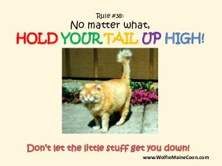 Rule #38:
No matter what,
HOLD YOUR TAIL UP HIGH!
Don’t let the little stuff get you down!
www.WolfieMaineCoon.com
 