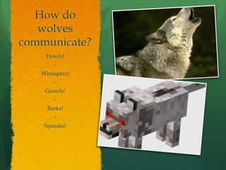 How Wolves Communicate Wolf presentation | PPTX