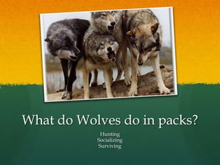 What do Wolves do in packs?
            Hunting
           Socializing
           Surviving
 