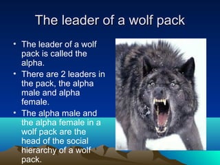 Wolves Order The Life Of wolves and some facts about Them | PPT