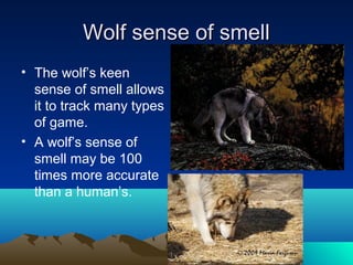 The Life Of wolves and some facts about Them | PPT