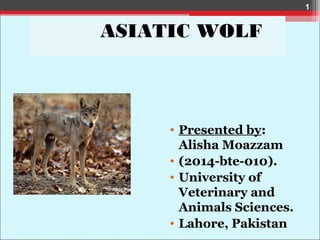 ASIATIC WOLF
• Presented by:
Alisha Moazzam
• (2014-bte-010).
• University of
Veterinary and
Animals Sciences.
• Lahore, Pakistan
1
 