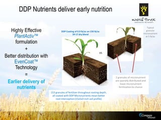 Ddp Formulation Model Keys to Successful Wheat Production | PPTX