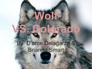 Wolf  VS. Colorado By: D’arce Delagarza & Brianna Smart 