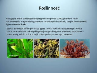 Roślinnośd
Na wyspie Wolin stwierdzono występowanie ponad 1300 gatunków roślin
naczyniowych, w tym wielu gatunków chronionych i rzadkich, z tej liczby około 600
żyje na terenie Parku.
Zbocza stromych klifów porastają gęste zarośla rokitnika zwyczajnego. Płytkie
piaszczyste dno Morza Bałtyckiego zajmują makroglony: zielenice, brunatnice i
krasnorosty, wśród których najliczniejszymi są morszczyn i zielenica.




   zielenice                 brunatnice               krasnorosty
 