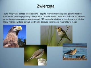 Zwierzęta
Fauna wyspy jest bardzo zróżnicowana i bogato reprezentowana przez gatunki rzadkie.
Przez Wolin przebiega główny szlak przelotu ptaków wzdłuż wybrzeża Bałtyku. Na terenie
parku stwierdzono występowanie ponad 230 gatunków ptaków, w tym lęgowych: bielika
(który widnieje w logo parku), wodniczki, biegusa zmiennego, muchołówki małej.
 