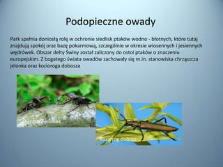 Podopieczne owady
Park spełnia doniosłą rolę w ochronie siedlisk ptaków wodno - błotnych, które tutaj
znajdują spokój oraz bazę pokarmową, szczególnie w okresie wiosennych i jesiennych
wędrówek. Obszar delty Świny został zaliczony do ostoi ptaków o znaczeniu
europejskim. Z bogatego świata owadów zachowały się m.in. stanowiska chrząszcza
jelonka oraz kozioroga dobosza




     chrząszcz jelonek


                                      Kozioróg dobosz
 