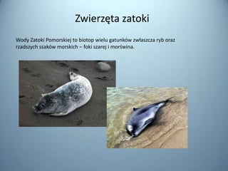 Zwierzęta zatoki
Wody Zatoki Pomorskiej to biotop wielu gatunków zwłaszcza ryb oraz
rzadszych ssaków morskich – foki szarej i morświna.
 