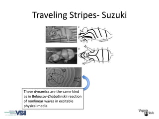 Traveling Stripes- Suzuki




These dynamics are the same kind
as in Belousov-Zhabotinskii reaction
of nonlinear waves in excitable
physical media
 