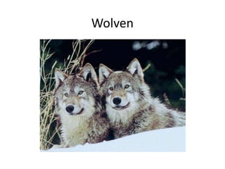 Wolven
 