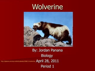 Wolverine By: Jordan Panana Biology  April 28, 2011 Period 1 http://djatrak.com/wp-content/uploads/2008/11/wolverine.jpg 