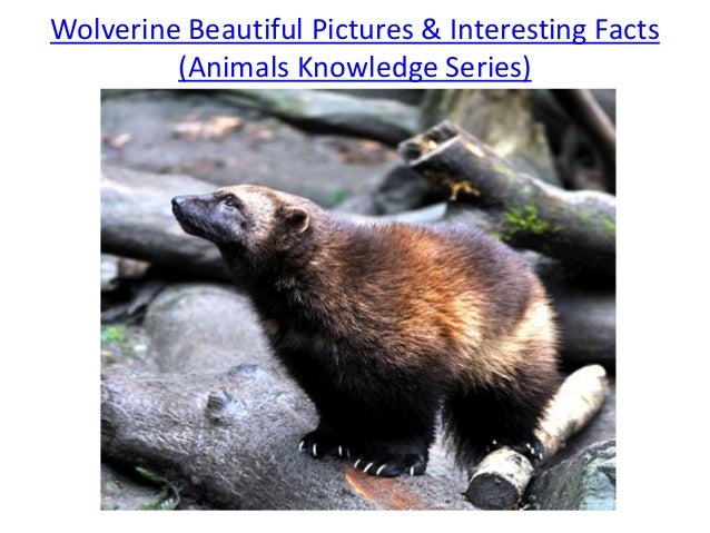 Wolverine Beautiful Pictures & Interesting Facts
