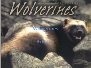 Wolverines By Mariah 