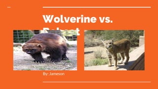 Wolverine vs.
Bobcat
By: Jameson
 