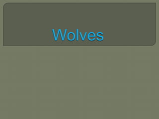 Wolves 