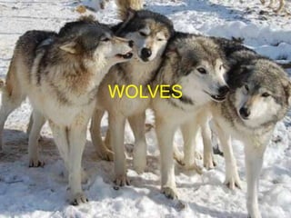 WOLVES
 