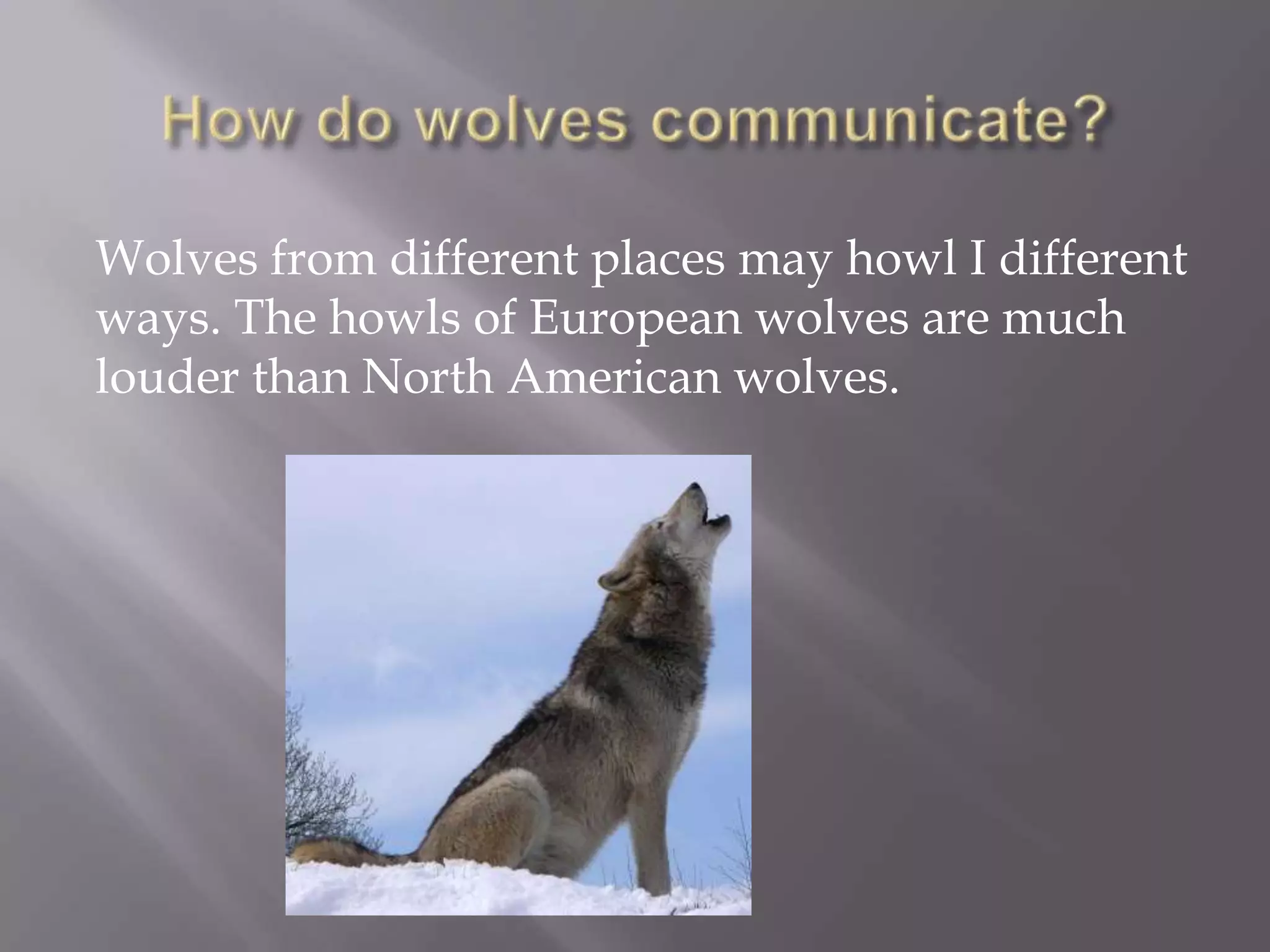 Wolves from different places may howl I different
ways. The howls of European wolves are much
louder than North American wolves.
 