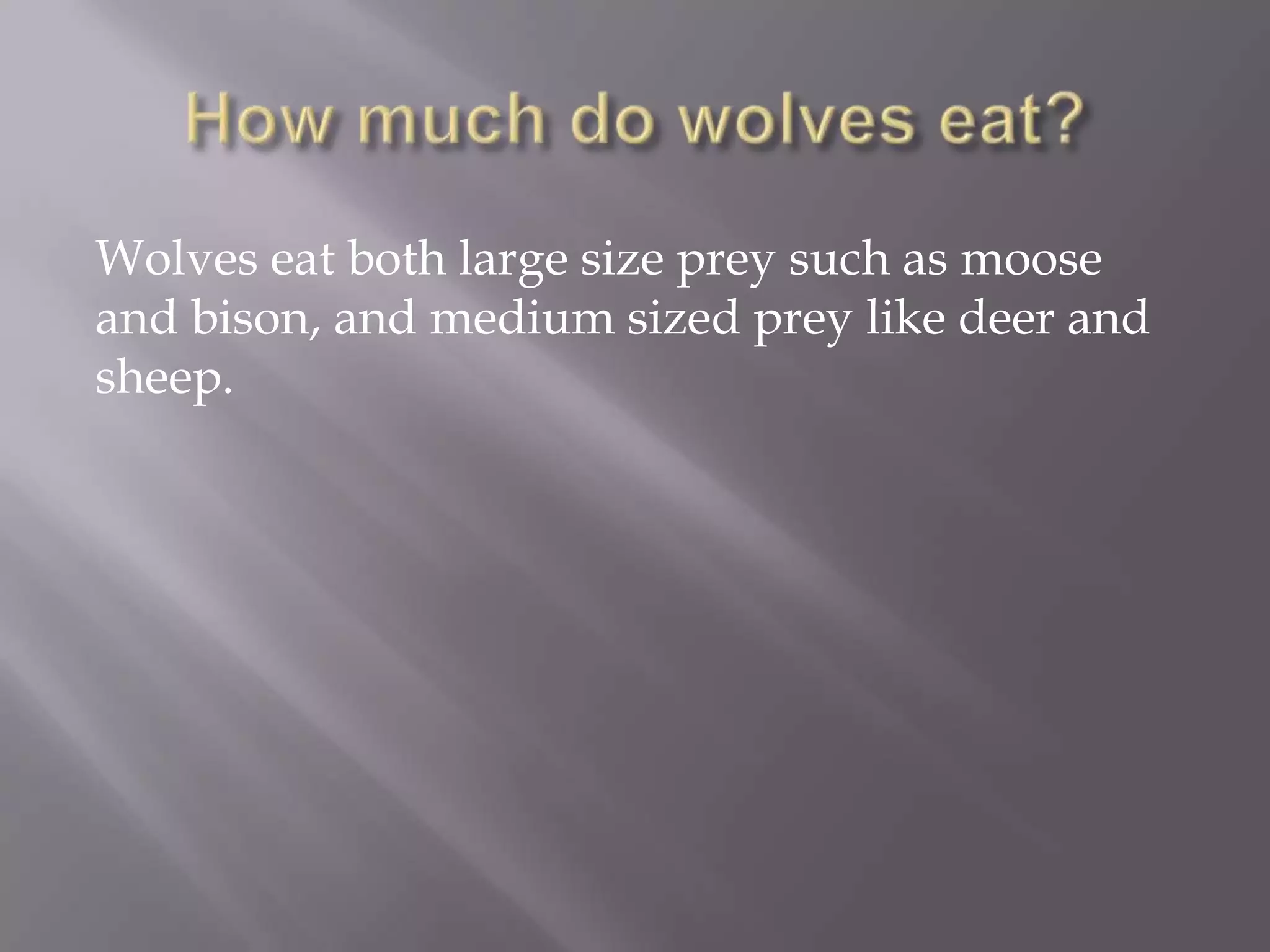 Wolves eat both large size prey such as moose
and bison, and medium sized prey like deer and
sheep.
 