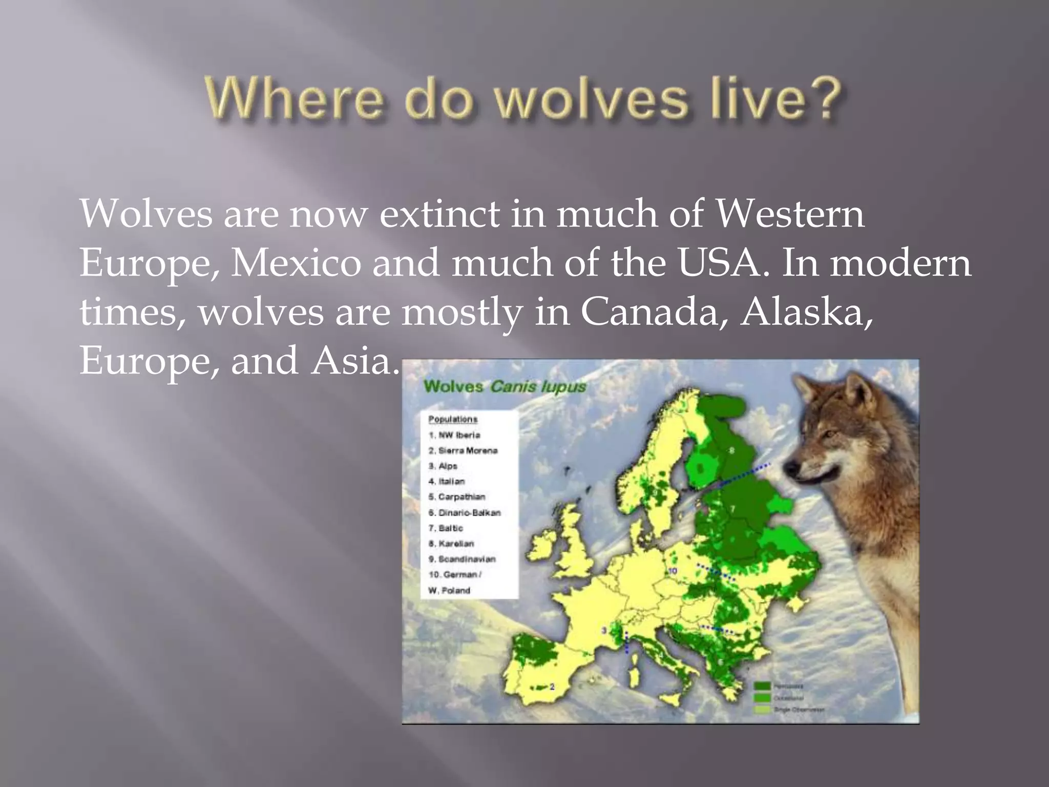 Wolves are now extinct in much of Western
Europe, Mexico and much of the USA. In modern
times, wolves are mostly in Canada, Alaska,
Europe, and Asia.
 