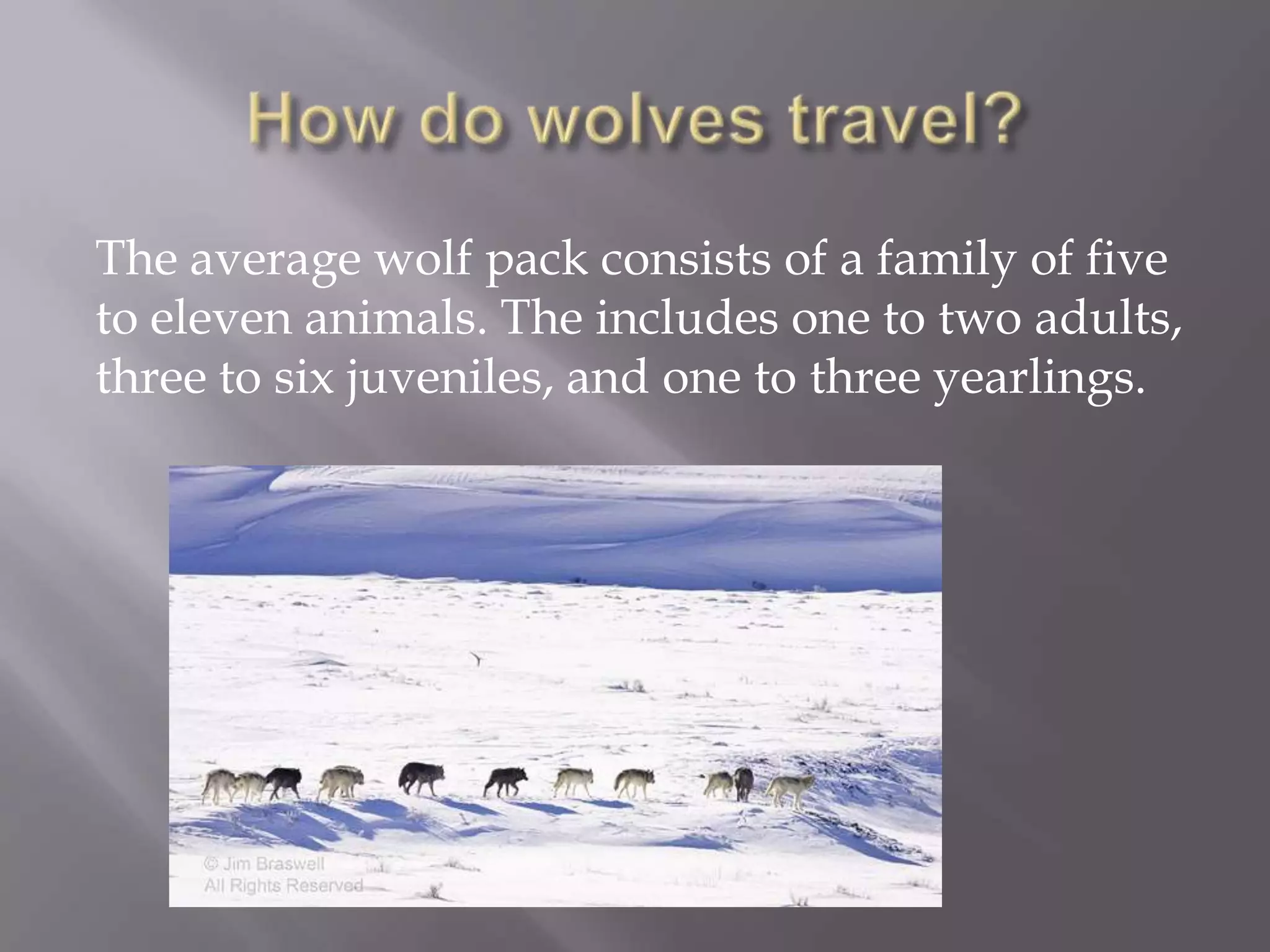 The average wolf pack consists of a family of five
to eleven animals. The includes one to two adults,
three to six juveniles, and one to three yearlings.
 