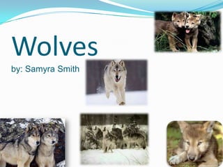 Wolves
by: Samyra Smith
 