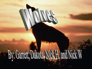 Wolves By: Garrett, Dakota, Nick H, and Nick W 