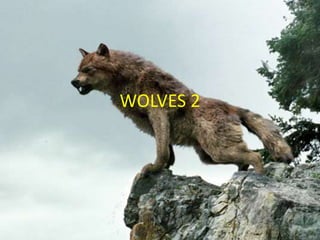 WOLVES 2
 