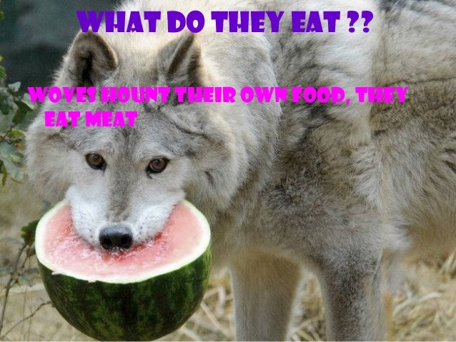 How Do Dogs Eat Their Food How Do Dogs Eat Their Food