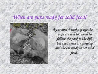 When are pups ready for solid food? By around 4 weeks of age the pups are still too small to follow the pack to the kill, but their teeth are growing and they’re ready to eat solid food.   