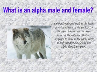 Wolves | PPT
