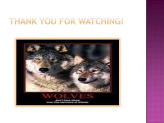 Wolves by