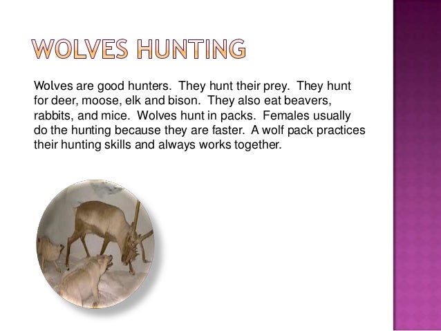 wolves by how a wolf pack works