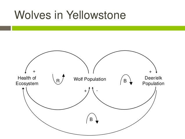 Wolves in yellowstone
