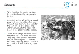Learning with wolves | PPTX