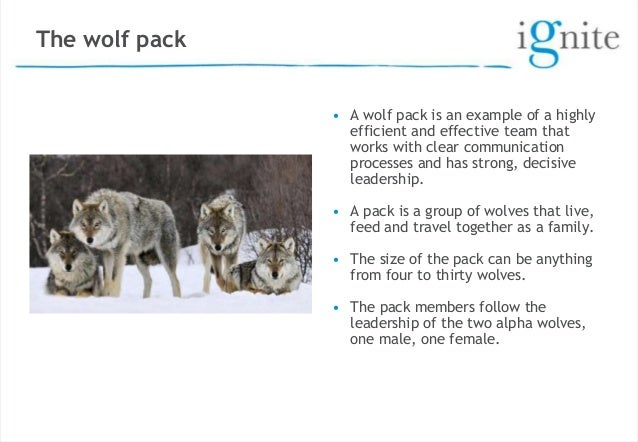 learning with wolves how a wolf pack works