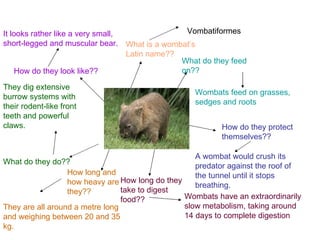 What do they feed on?? Wombats feed on grasses, sedges and roots  H o w do they protect themselves?? What do they do?? They dig extensive burrow systems with their rodent-like front teeth and powerful claws.  A  wombat  would  crush it s predator  against the roof of the tunnel until it stops breathing.  H o w do they look like?? It looks  rather like a very small, short-legged and muscular bear.  H o w long and how heavy are they?? They are  all around a metre long and weighing between 20 and 35   kg.  H o w long do they take to digest food?? Wombats have an extraordinarily slow metabolism, taking around 14 days to complete digestion  What is a wombat’s Latin name?? Vombatiformes  
