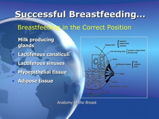 Successful Breastfeeding… Breastfeeding in the Correct Position Anatomy of the Breast Milk producing glands Lactiferous canaliculi Lactiferous sinuses Myoepithelial tissue Adipose tissue 