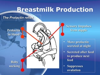 More prolactin secreted at night Secreted after feed to produce next feed Suppresses ovulation The Prolactin reflex Baby sucking Sensory Impulses from nipple Prolactin in blood Breastmilk Production 