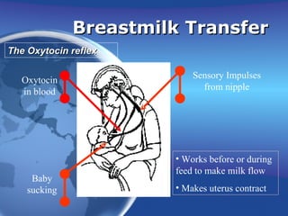 The Oxytocin reflex Breastmilk Transfer Works before or during feed to make milk flow Makes uterus contract Baby sucking Sensory Impulses from nipple Oxytocin in blood 