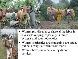 Women and livestock:  a research initiative