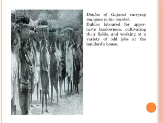 Dublas of Gujarat carrying
mangoes to the market.
Dublas laboured for upper-
caste landowners, cultivating
their fields, and working at a
variety of odd jobs at the
landlord’s house.
 