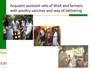 Womens group-based pullet supply business development in selected kebeles of Dale Pilot Learning Woreda, Ethiopia