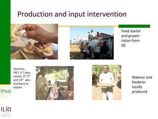 Womens group-based pullet supply business development in selected kebeles of Dale Pilot Learning Woreda, Ethiopia