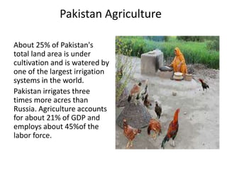 Women role A Presentation By Mr. Allah dad Khan Visiting Professor the ...