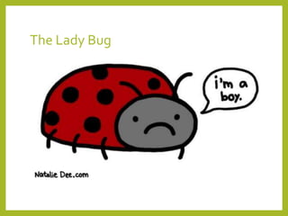 The Lady Bug
 