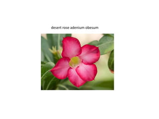 desert rose adenium obesum
 