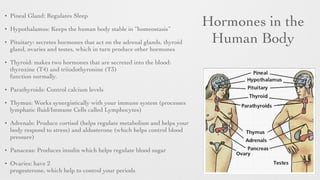 Hormones in the
Human Body
• Pineal Gland: Regulates Sleep	

• Hypothalamus: Keeps the human body stable in “homeostasis”	

• Pituitary: secretes hormones that act on the adrenal glands, thyroid
gland, ovaries and testes, which in turn produce other hormones
• Thyroid: makes two hormones that are secreted into the blood:
thyroxine (T4) and triiodothyronine (T3)
function normally.	

• Parathyroids: Control calcium levels	

• Thymus: Works synergistically with your immune system (processes
lymphatic ﬂuid/Immune Cells called Lymphocytes)	

• Adrenals: Produce cortisol (helps regulate metabolism and helps your
body respond to stress) and aldosterone (which helps control blood
pressure)
• Panaceas: Produces insulin which helps regulate blood sugar	

• Ovaries: have 2
progesterone, which help to control your periods
 